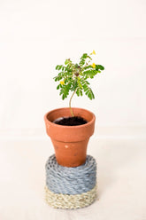 Biophytum sensitivum